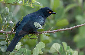 Black Cuckooshrike