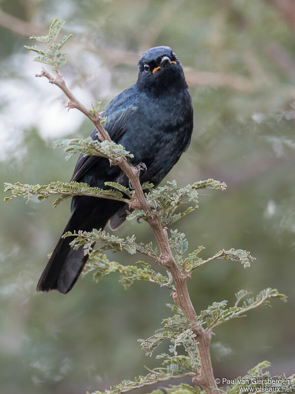 Black Cuckooshrike male adult