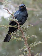 Black Cuckooshrike