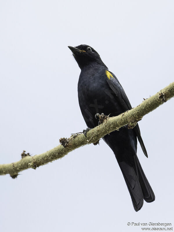 Black Cuckooshrike male adult