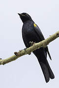 Black Cuckooshrike