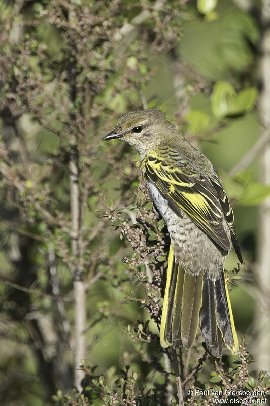 Black Cuckooshrike female adult