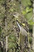 Black Cuckooshrike