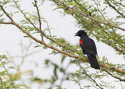 Red-shouldered Cuckooshrike