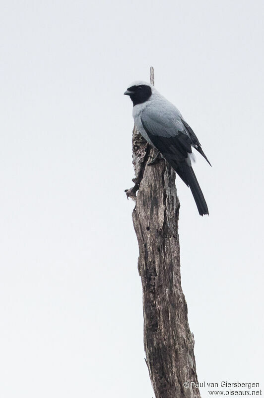 Hooded Cuckooshrike