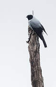 Hooded Cuckooshrike