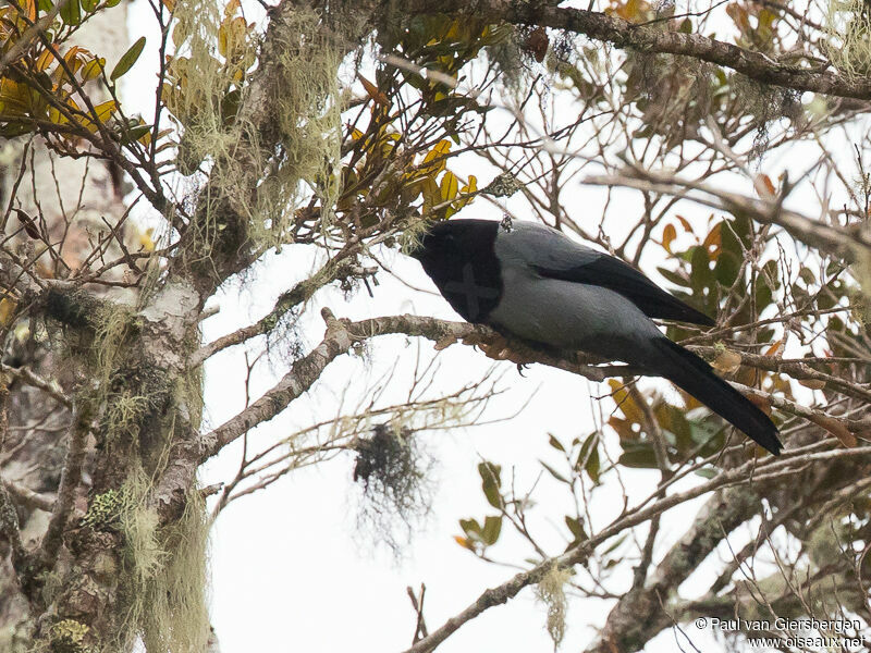 Hooded Cuckooshrike