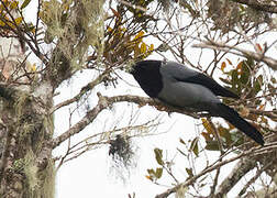 Hooded Cuckooshrike