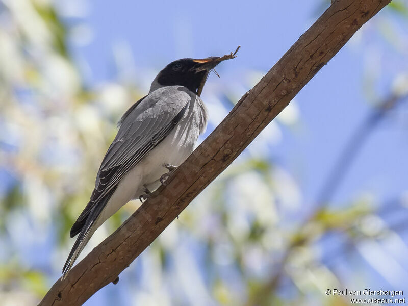 Black-faced Cuckooshrike