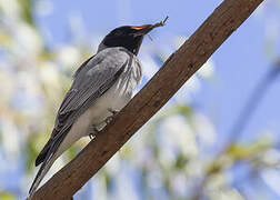 Black-faced Cuckooshrike