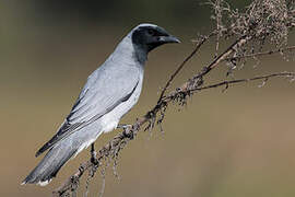 Black-faced Cuckooshrike