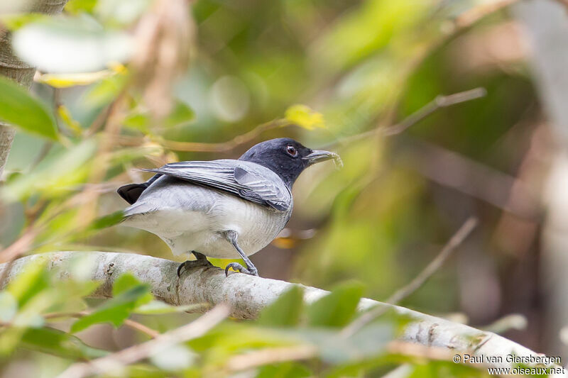 Black-headed Cuckooshrike