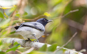 Black-headed Cuckooshrike