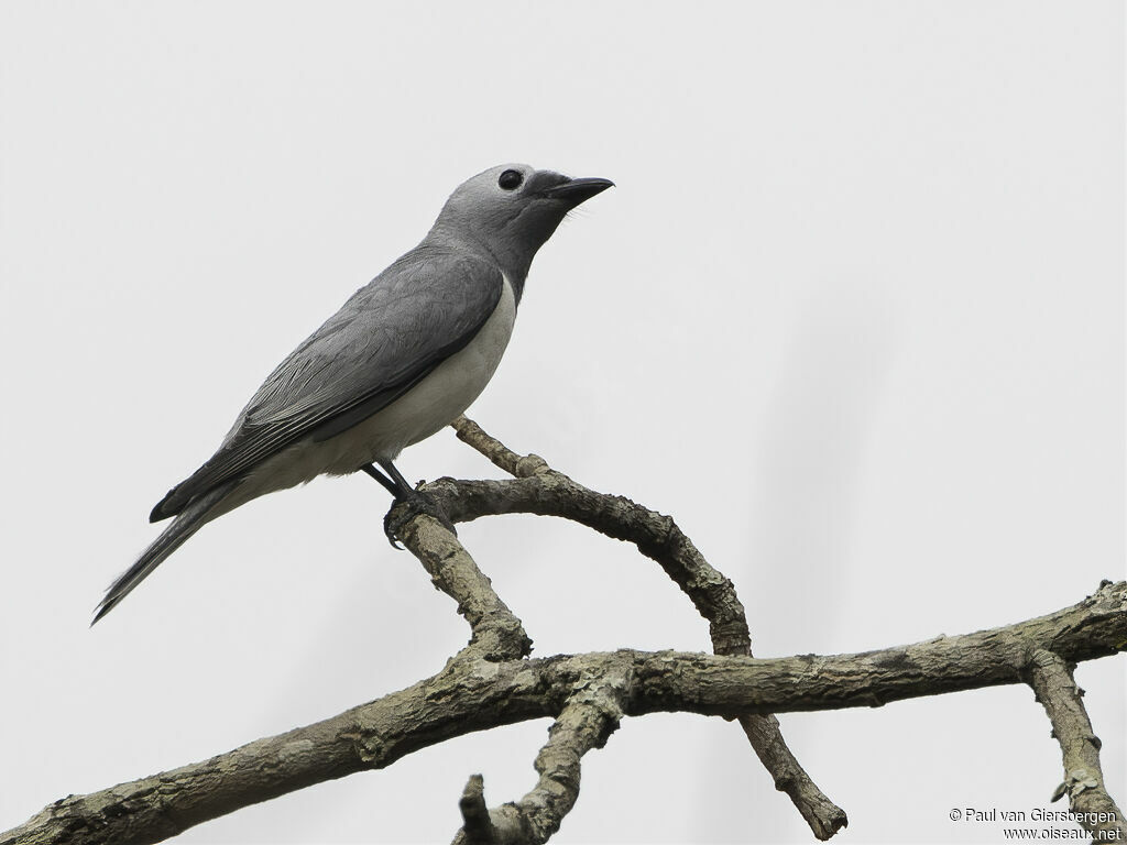 White-breasted Cuckooshrikeadult