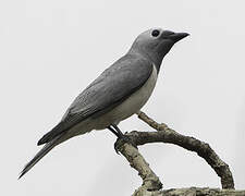 White-breasted Cuckooshrike