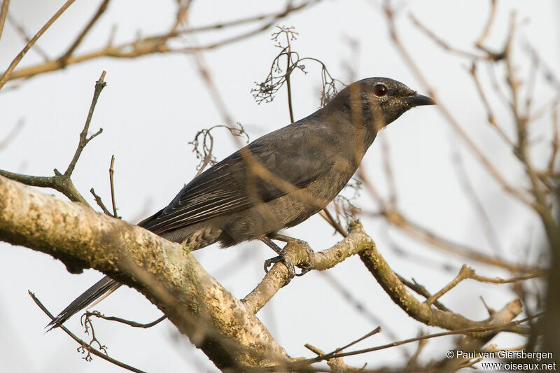 Black-winged Cuckooshrikeadult