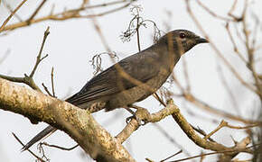 Black-winged Cuckooshrike