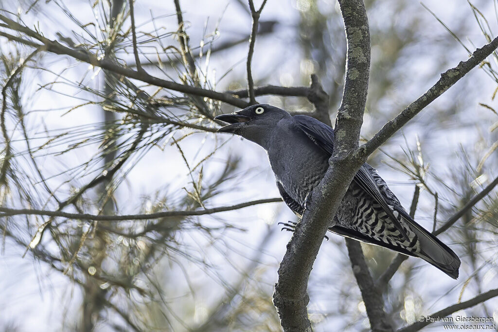 Bar-bellied Cuckooshrikeadult