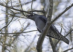 Bar-bellied Cuckooshrike