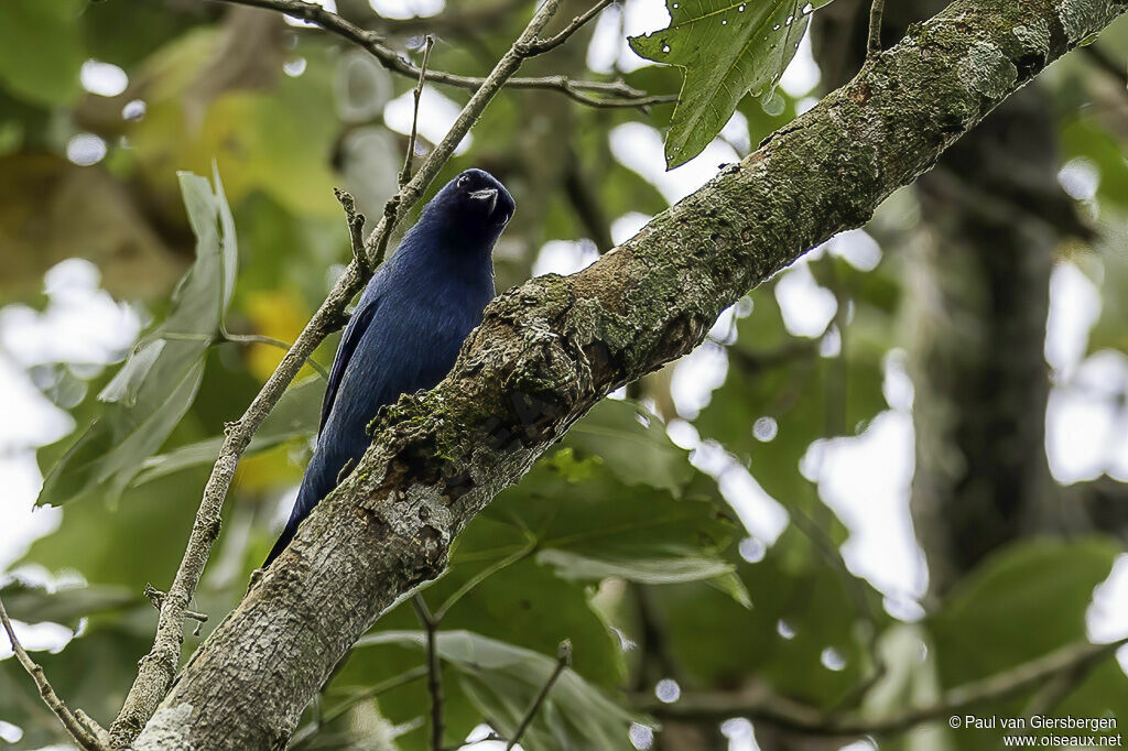 Échenilleur bleuadulte