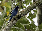 Échenilleur bleu