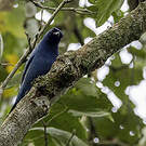 Échenilleur bleu