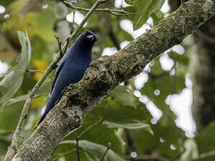 Échenilleur bleu