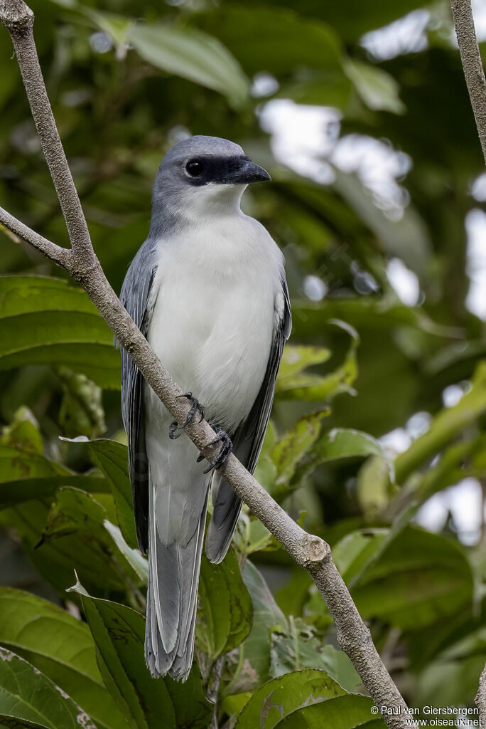 White-bellied Cuckooshrike