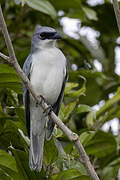 White-bellied Cuckooshrike