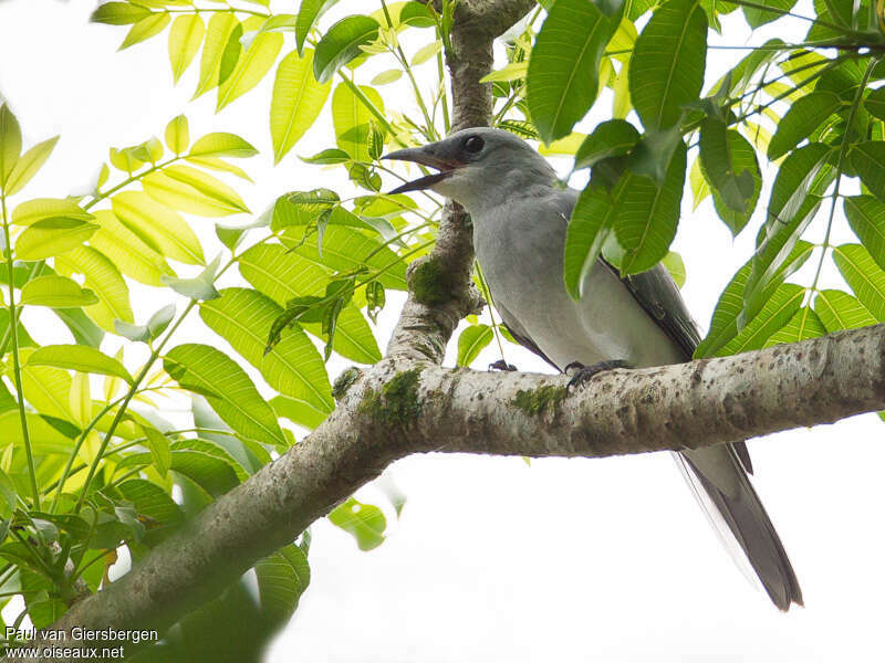 White-bellied Cuckooshrikeadult, Behaviour