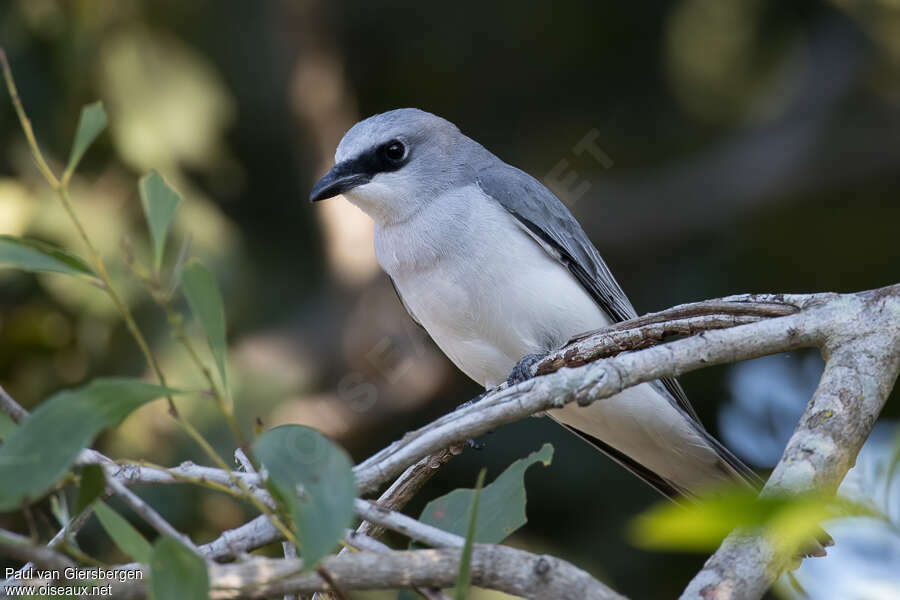 White-bellied Cuckooshrikeadult, identification