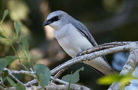 White-bellied Cuckooshrike