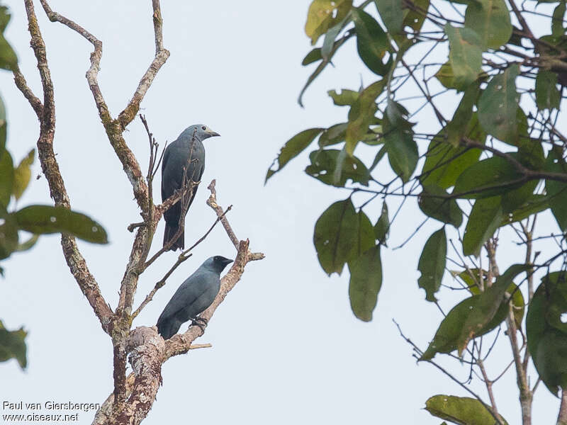 Boyer's Cuckooshrikeadult, Behaviour