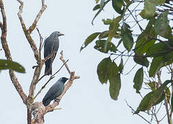 Boyer's Cuckooshrike