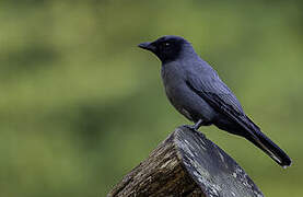 Sunda Cuckooshrike