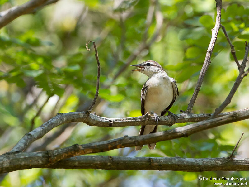 White-shouldered Triller