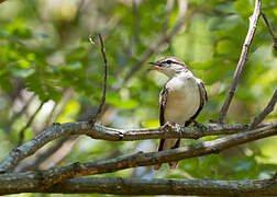 White-shouldered Triller