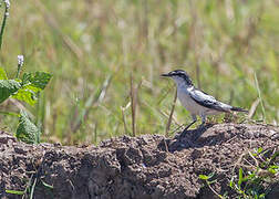 White-shouldered Triller