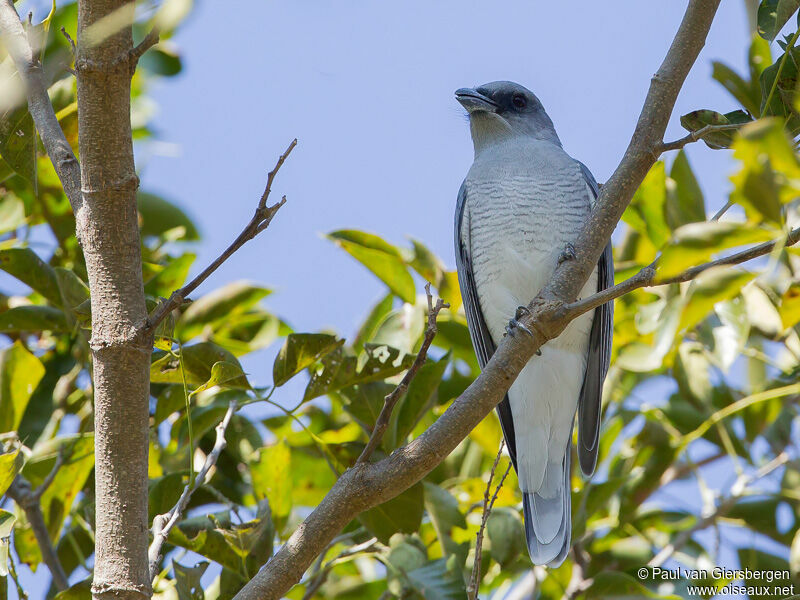 Large Cuckooshrike