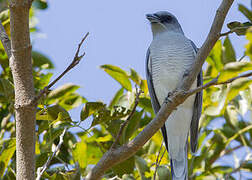 Large Cuckooshrike