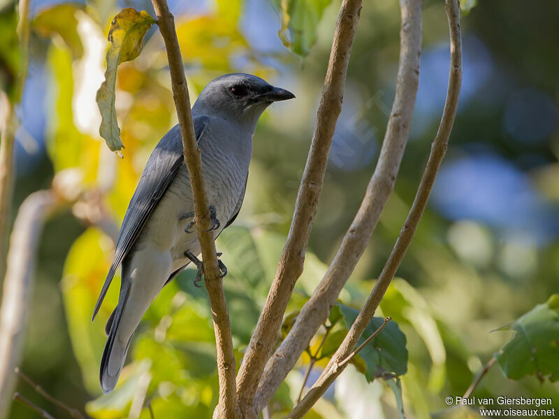 Large Cuckooshrike