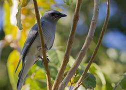 Large Cuckooshrike