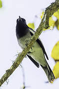 McGregor's Cuckooshrike