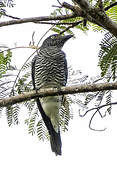 Échenilleur de Mindanao