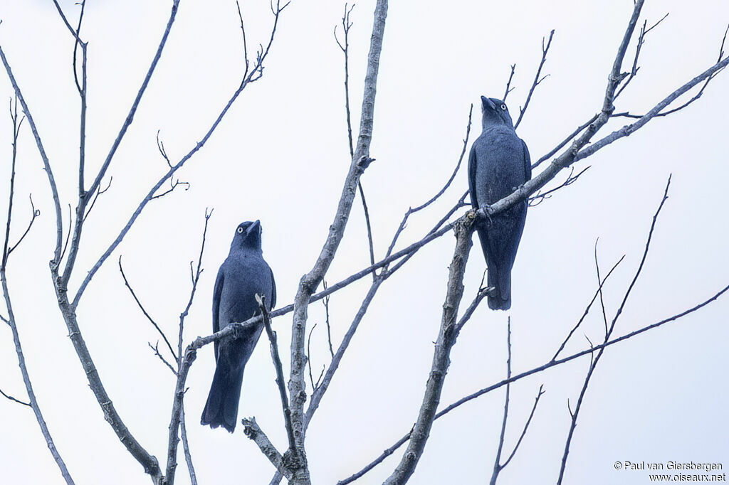 Mindoro Cuckooshrikeadult