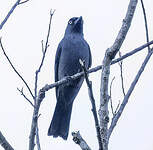 Échenilleur de Mindoro