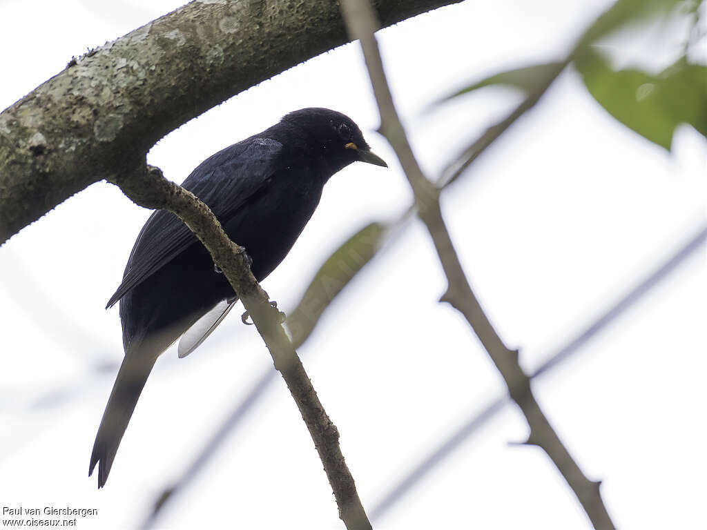 Petit's Cuckooshrike male adult, identification