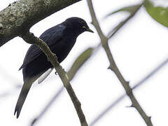 Petit's Cuckooshrike