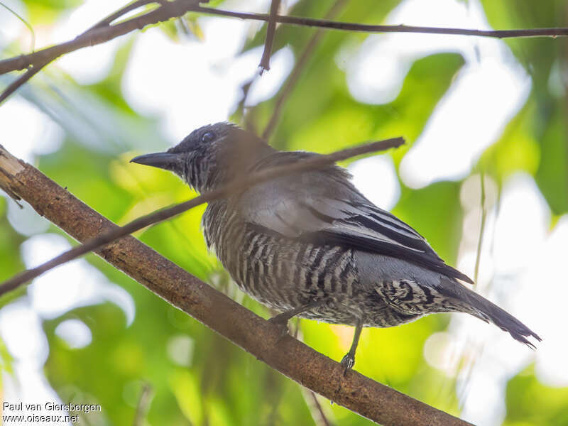 Pale-shouldered Cicadabird female adult