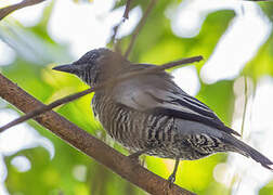 Pale-shouldered Cicadabird